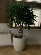 Ficus benjamina 115 cm wysokości
