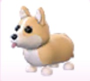Corgi - Adopt Me Roblox