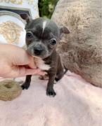 Piękny piesek Chihuahua mini XS niebieski unikat !