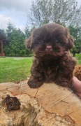Shih tzu piesek czekoladowy 