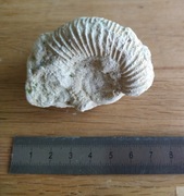 Amonit, skamieniałość, oryginał