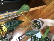 Philodendron Esmeraldense