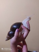 Ślimaki achatina