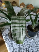 Sprzedam tanio przepiękne domowe kwiaty Aechmea