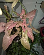 Syngonium neon Arrow 