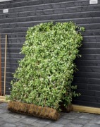 Żywy panel z bluszczu 120cm x 180cm / zielony ekran / żywopłot