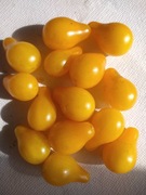 Pomidor Koktajlowy Żółta Gruszka 