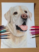 Portret TWOJEGO- PSA KOTA ręcznie  ze zdjęcia   A3 LABRADOR