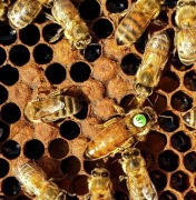 Matki pszczele NU Buckfast z pawluk.net.pl