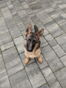 Piękna suczka! Owczarek niemiecki krótkowłosy ZKwP FCI 