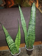 Sansevieria sansewieria trifasciata Silver Mist