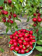 Papryczki Cherry Słodkie 