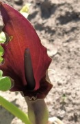 Typhonium Giganteum bulwa około 1,7-1,8 cm