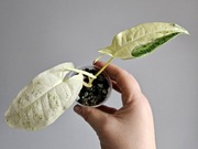 Syngonium Batik Variegata w gruzie hydroponika 