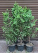 Tuja Brabant w donicy żywoplot