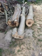  Drewno Orzech włoski