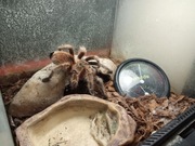 Ptasznik Chilijski dorosły Grammostola rosea Red