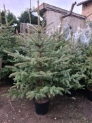 Choinki, świerk hurt I detal 