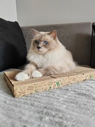 Drapak dla kota z kartonu 23x30cm