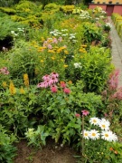 Języczka Przewalskiego