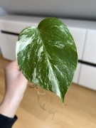 Monstera Variegata