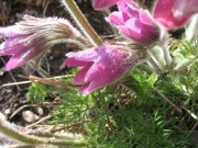 Sasanka Pulsatilla vulgaris 20n
