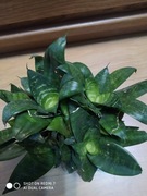 Sansewieria green hahni 8 odnóżek