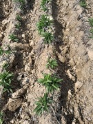 Żywokostu rosyjski 5 szt sadzonki odmiana bocking-14 symphytum uplandicum 