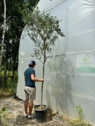 Olea europea, Oliwka europejska, wysokość 220-260cm, drzewko oliwne