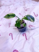 Philodendron green congo Marble variegata sadzonka