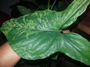 Syngonium zroślicha Mottled Mojito cięty szczyt  