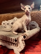 Małe kotki Sfinks Kanadyjski