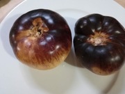 Pomidor Smart Roloise 