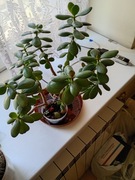 Drzewko szczęścia sadzonki