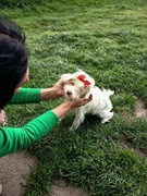 Mądry i piękny maltipoo niebieskie oczy z metryczką