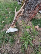 Parostki kozła poroże rogacza rogi sarny