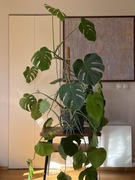 Przepiękna Monstera