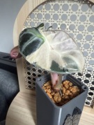 Alocasia Alokazja baloon heart variegata bulwa