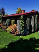 Dichondra zielona-30 nasion - PROMOCJA 