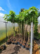 Katalpa Catalpa Nana 150cm-240cm