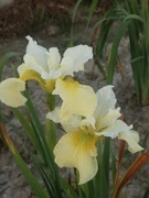 Irys syberyjski 'Isabelle Iris sibirica