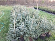 Świerk srebrny i pospolity