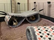 Podwójny tunel/hamak dla gryzonia świnki szynszyla 