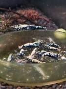 Mix krewetek Caridina 4 odmiany 20 szt+GRATISY