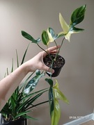 Philodendron florida beauty Dół rośliny