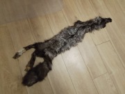 Sprzedam szal z lisa srebrnego 