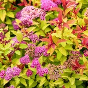 Spiraea Tawuła  Candlelight