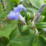 Clematis Cassandra p9 wysyłka Marzec 