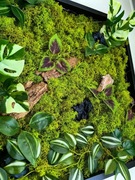 OBRAZ Z MCHU Żywy obraz 50x50cm mech chrobotek