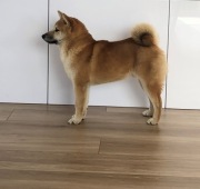 Shiba Inu - Szczeniak FCI ZKWP